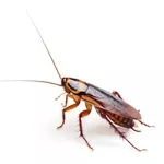 Борьба с клещами,  травля клопов,  избавление от тараканов в ПМР