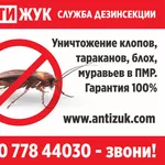 Дезинфекция тараканов в Бендерах,  дезинсекция клопов в Тирасполе