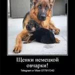 Давно ищете друга? Предлагаем к продаже щенков немецкой овчарки 