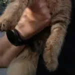 Чистокровные шотландские котята.