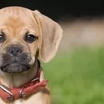 Шикарные щенки Пагальера.