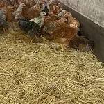 Продаются цыплята породы Красный Венгерский