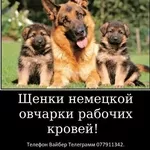 За скромную застенчивую цену
