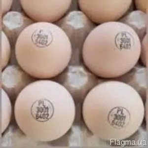Инкубационные яйца Бройлеров КОББ 500 Венгрия Украина