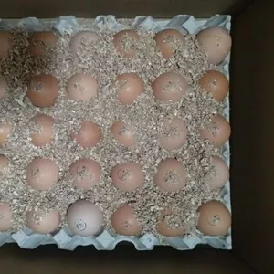 Инкубационные яйца Бройлеров КОББ 500 Венгрия