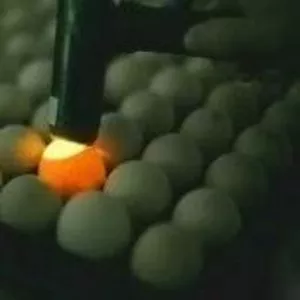 Инкубационные яйца бройлеров и других пород с Европы