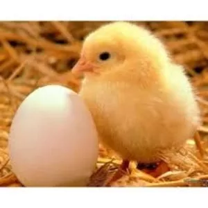 Инкубационные яйца разных пород птиц с Европы и Украины