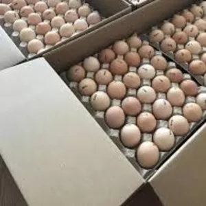Инкубационные яйца бройлеров и др с Европы и Украины