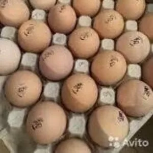 Яйца инкубационные с Европы КОББ и другие породы