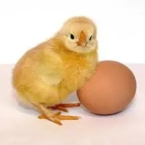 Инкубационные яйца Бройлера Импортное