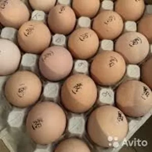 Инкубационное яйцо Бройлеров