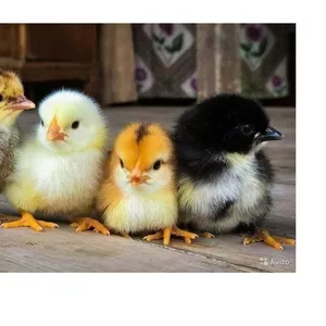 Суточные цыплята от домашних кур в Тирасполе