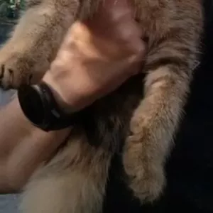 Чистокровные шотландские котята.