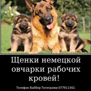 За скромную застенчивую цену