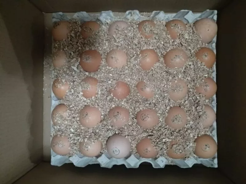Инкубационные яйца Бройлеров КОББ 500 Венгрия