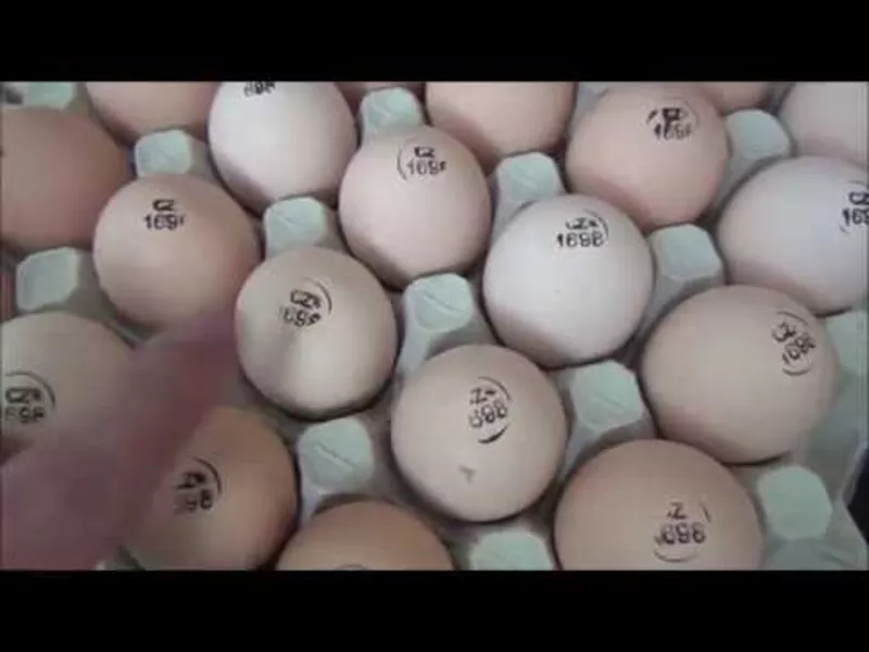 Инкубационные яйца КОББ несушки и других пород импортное