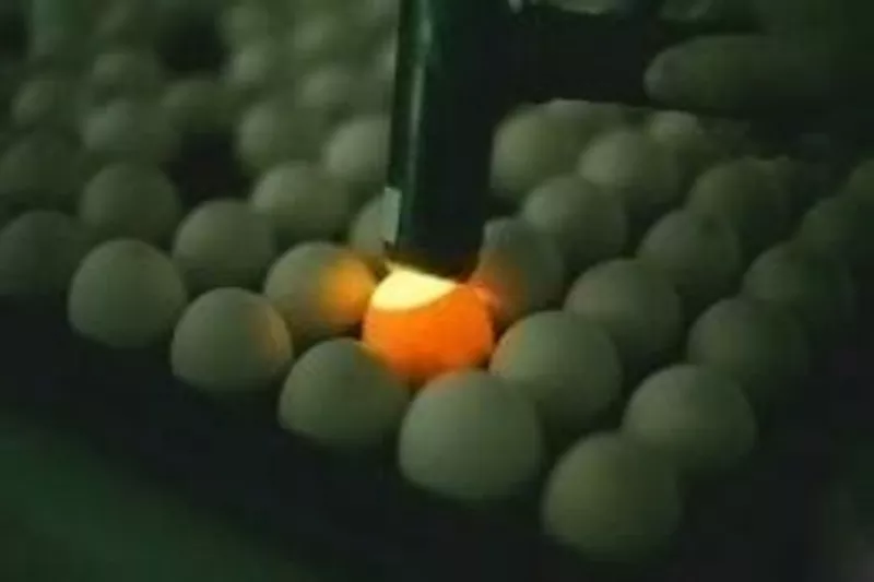 Инкубационные яйца бройлеров и других пород с Европы
