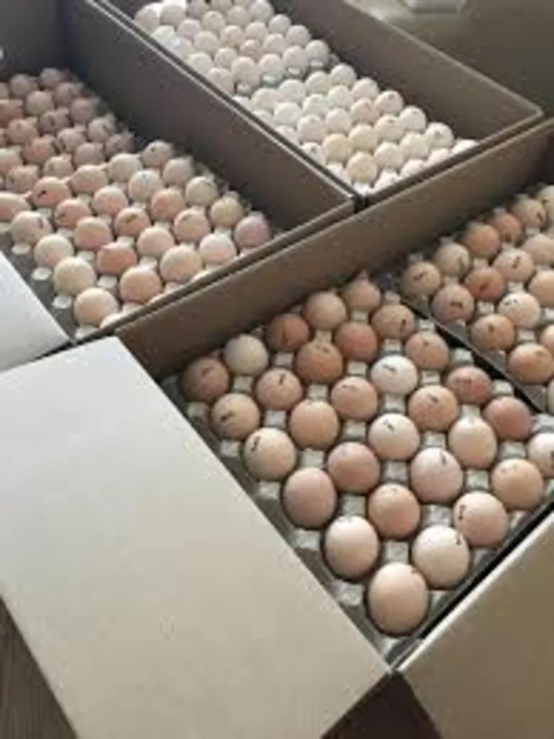 Инкубационные яйца бройлеров и др с Европы и Украины