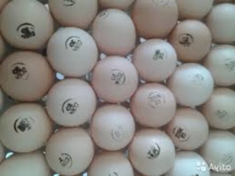 Яйца инкубационные бройлера и других пород с Европы и Украины