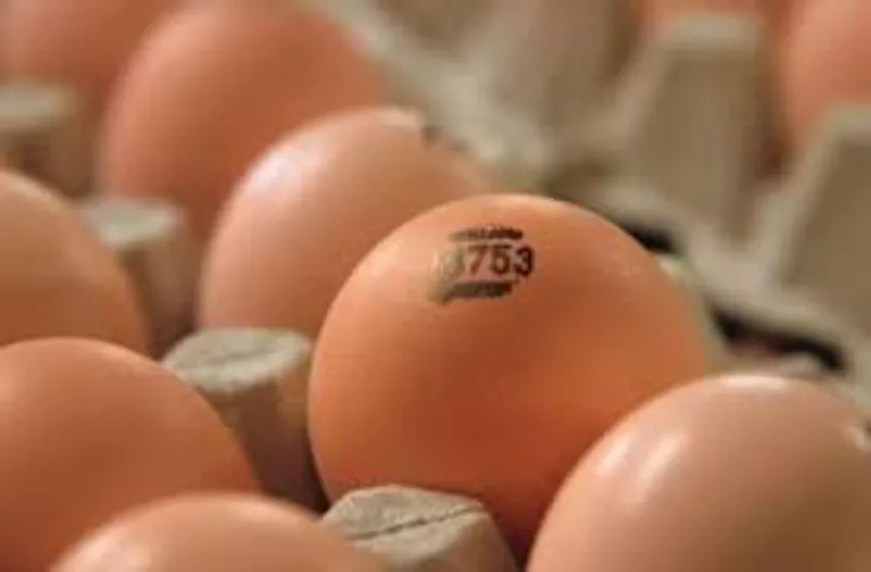 Яйца инкубационные бройлера КОББ и других пород с Европы