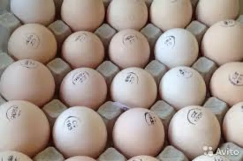 Яйца инкубационные бройлеров КОББ и других пород с Европы и Украины