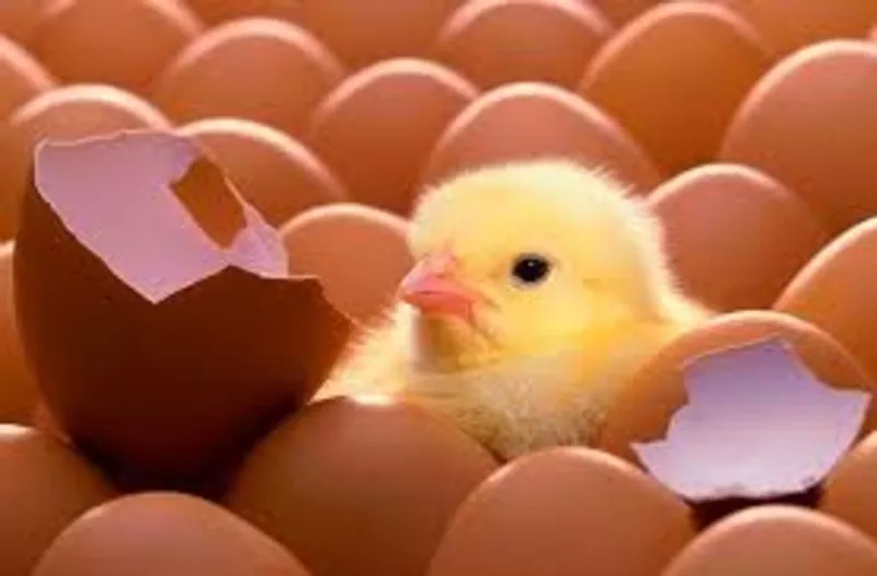 Инкубационные яйца бройлера КОББ несушки уток индюков с Европы Украины