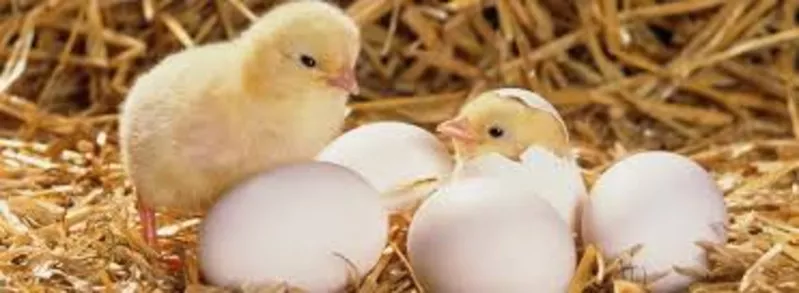 Инкубационные яйца оптом и в розницу