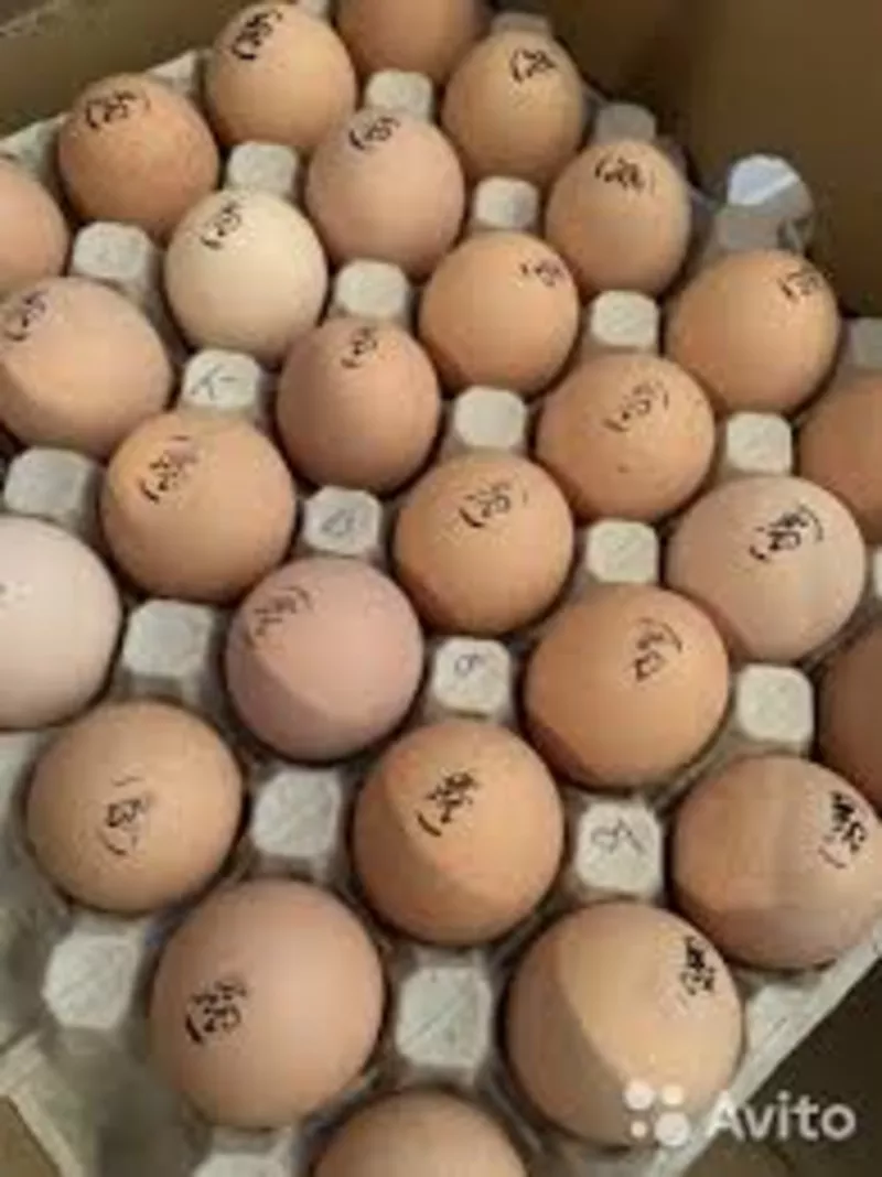 Инкубационное яйцо Бройлеров