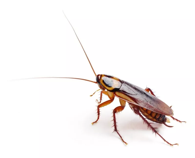 Борьба с клещами,  травля клопов,  избавление от тараканов в ПМР