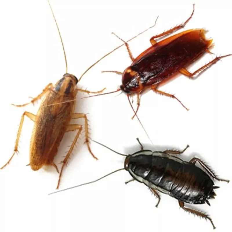 Борьба с клещами,  травля клопов,  избавление от тараканов в ПМР 3