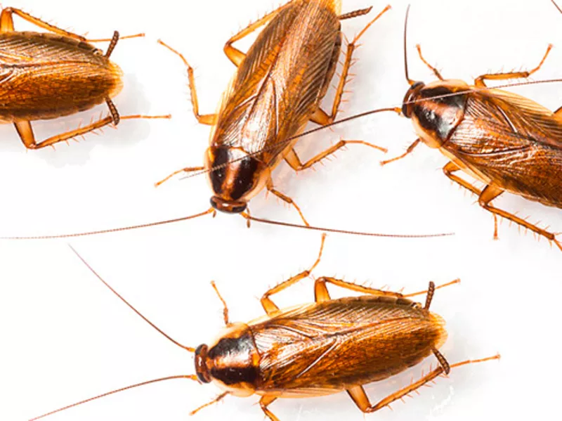 Как избавиться от клопов,  чем вывести тараканов,  санобработка в ПМР