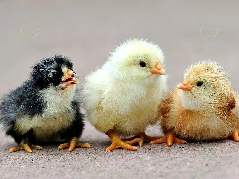 Суточные цыплята от домашних кур в Тирасполе 9