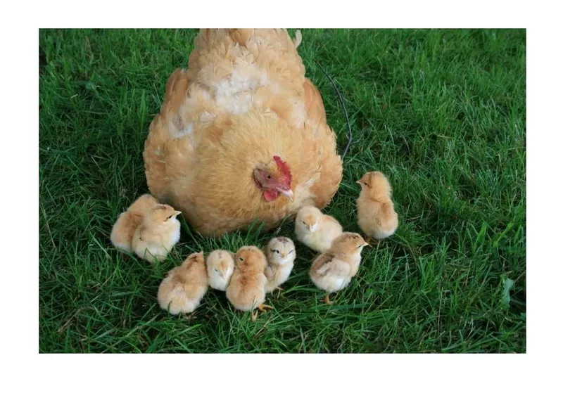 Суточные цыплята от домашних кур в Тирасполе 10