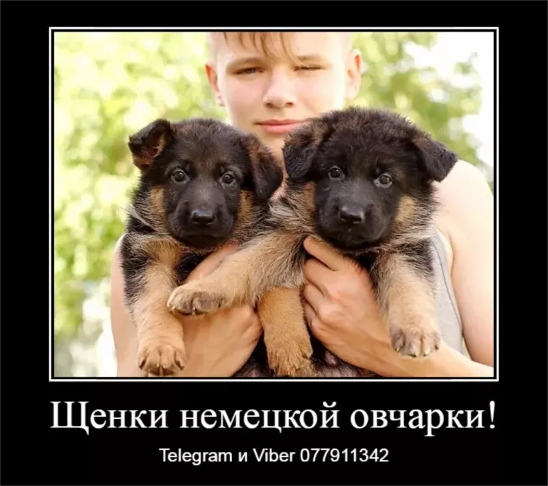Давно ищете друга? Предлагаем к продаже щенков немецкой овчарки  3