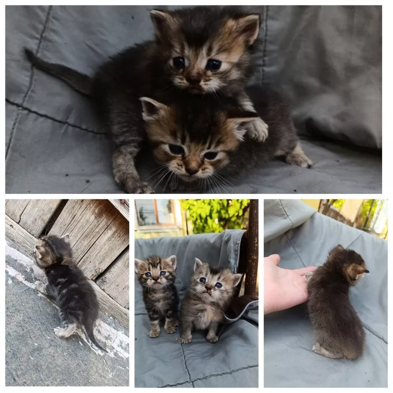 Чистокровные шотландские котята. 3