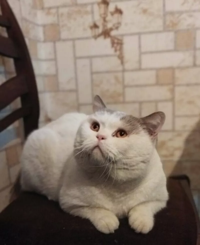 Чистокровные шотландские котята. 2