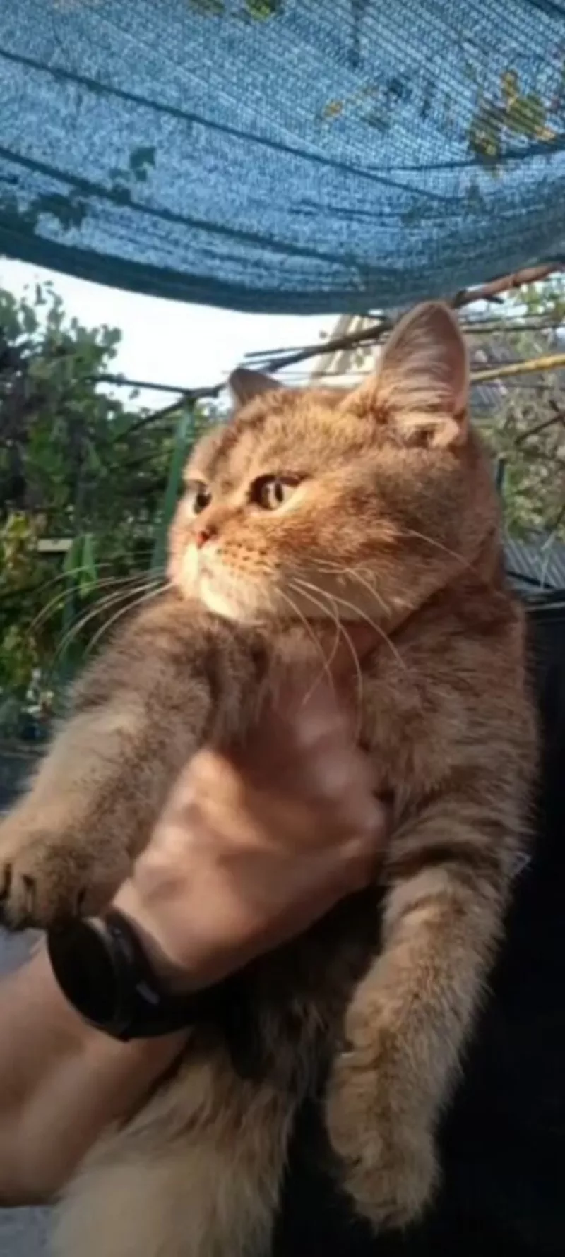 Чистокровные шотландские котята.