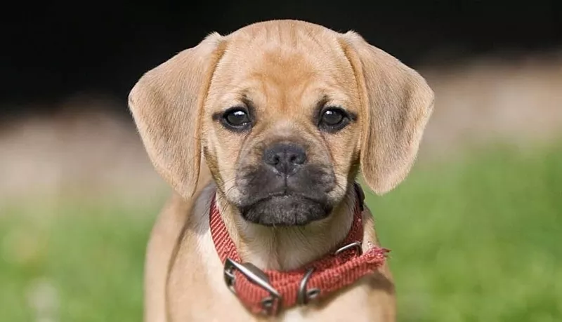 Шикарные щенки Пагальера.