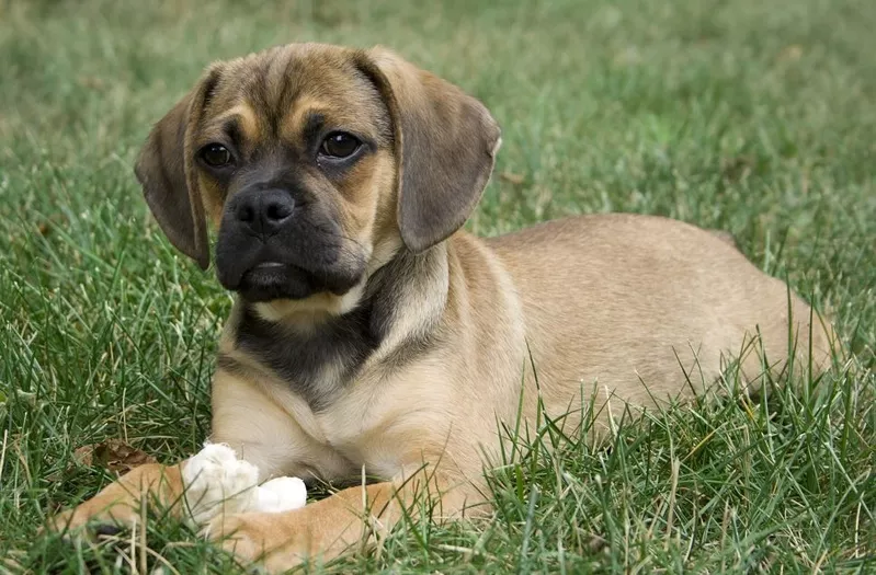 Шикарные щенки Пагальера. 2