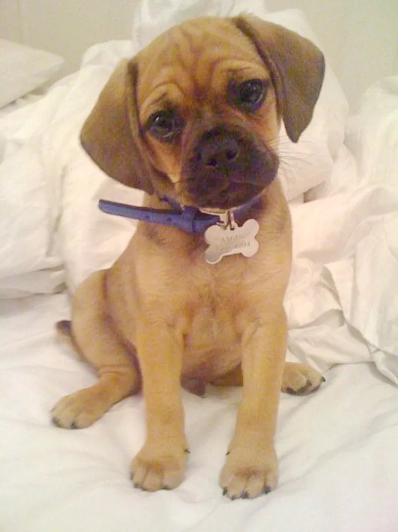 Шикарные щенки Пагальера. 3