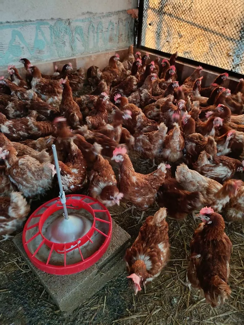 Продам кур-несушек породы Венгерская Тетра