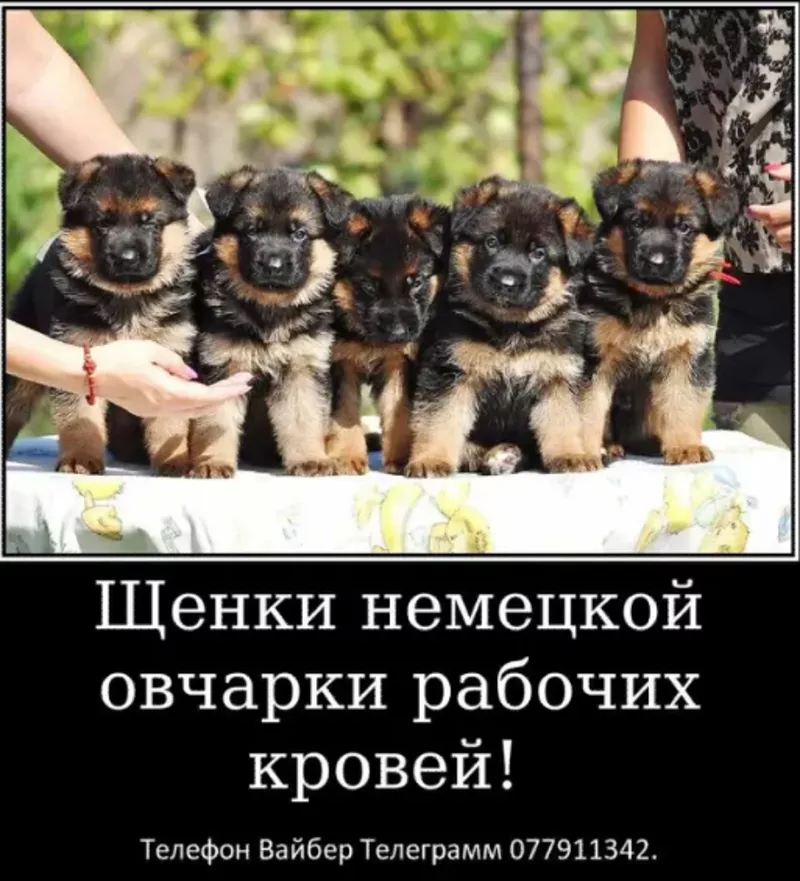 Наши немчурашки уже готовы перейти в ваш дом 10