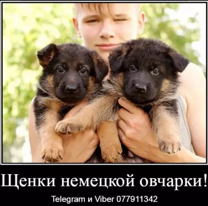 Наши немчурашки уже готовы перейти в ваш дом