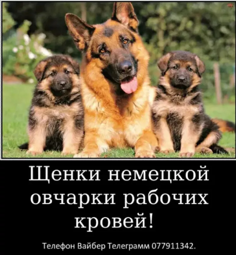 Наши немчурашки уже готовы перейти в ваш дом 3