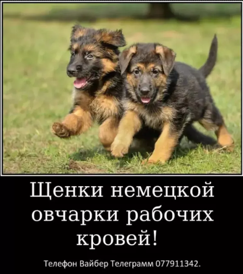 Наши немчурашки уже готовы перейти в ваш дом 4