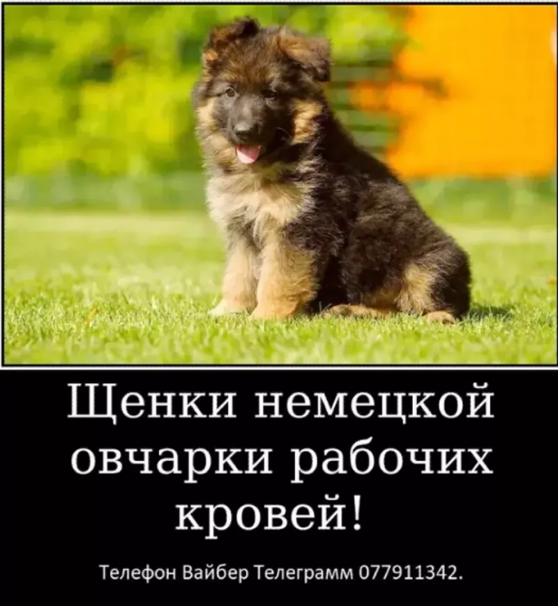 Наши немчурашки уже готовы перейти в ваш дом 5