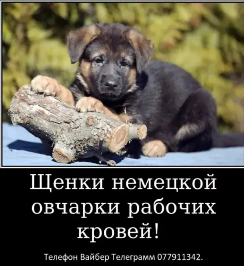 Наши немчурашки уже готовы перейти в ваш дом 6