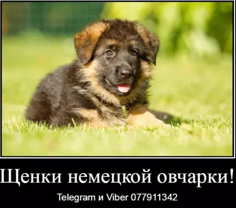 Наши немчурашки уже готовы перейти в ваш дом 7