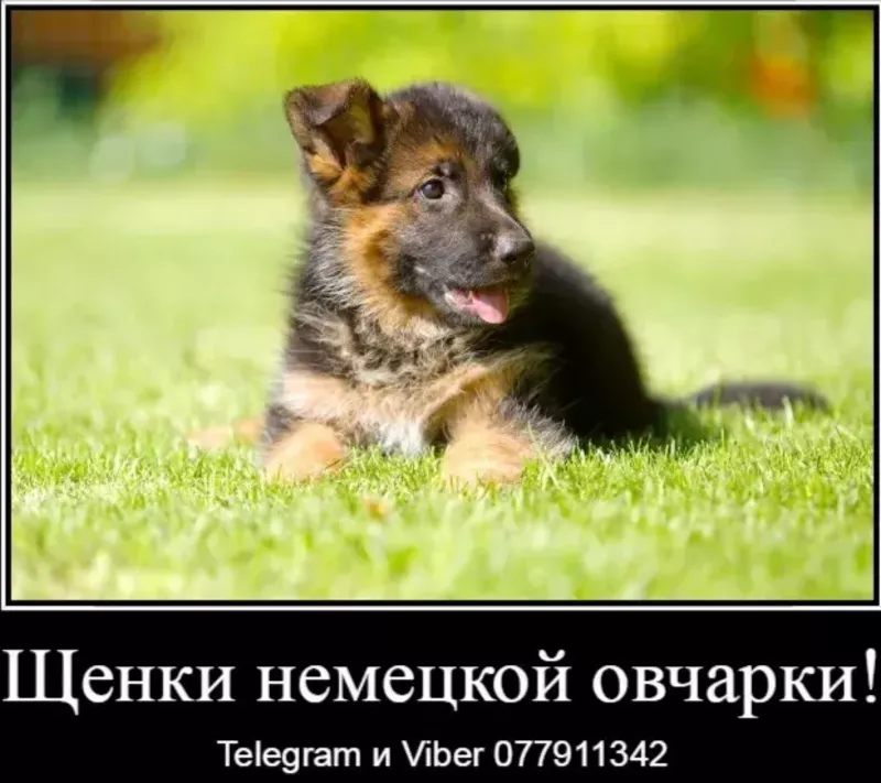 Наши немчурашки уже готовы перейти в ваш дом 9