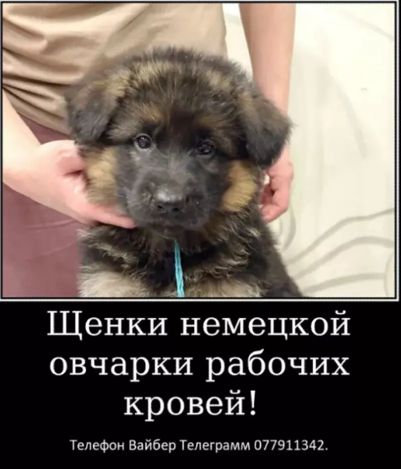 Наши немчурашки уже готовы перейти в ваш дом 8